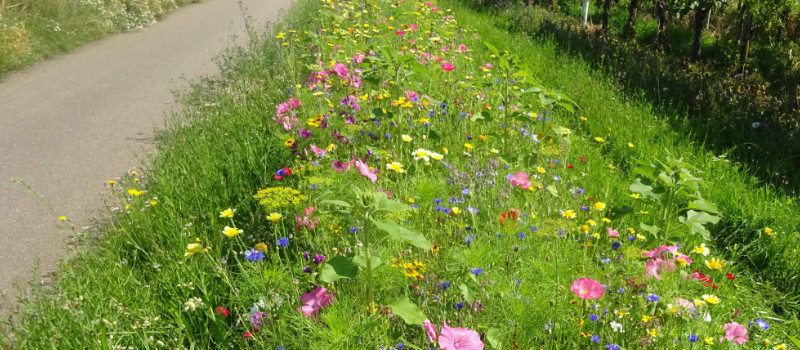 Warum Bienenweide?