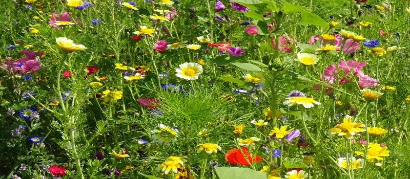 Was ist eine Bienenweide?