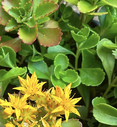 Kamatschka-Fettblatt