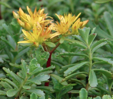 Sedum floriferum