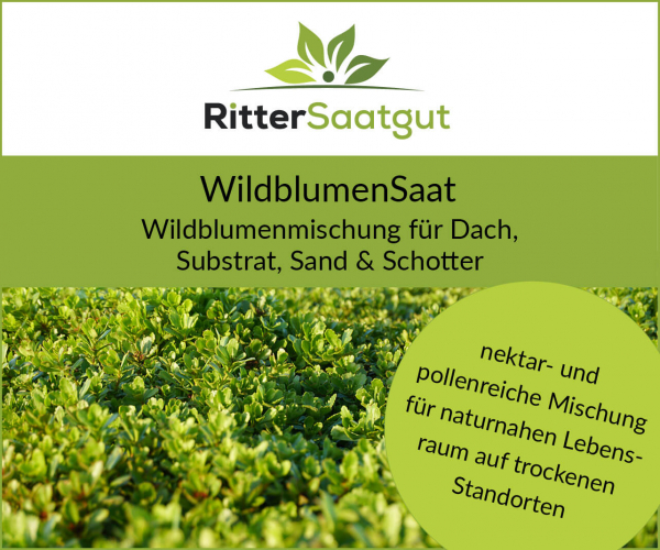 WildblumenSaat mit Ansaathilfe | Für Dachflächen mit feinkörnigem Substrat, sandig-kiesigem Untergrund WildblumenSaat mit Ansaathilfe | Für Dachflächen mit feinkörnigem Substrat, sandig-kiesigem Untergrund