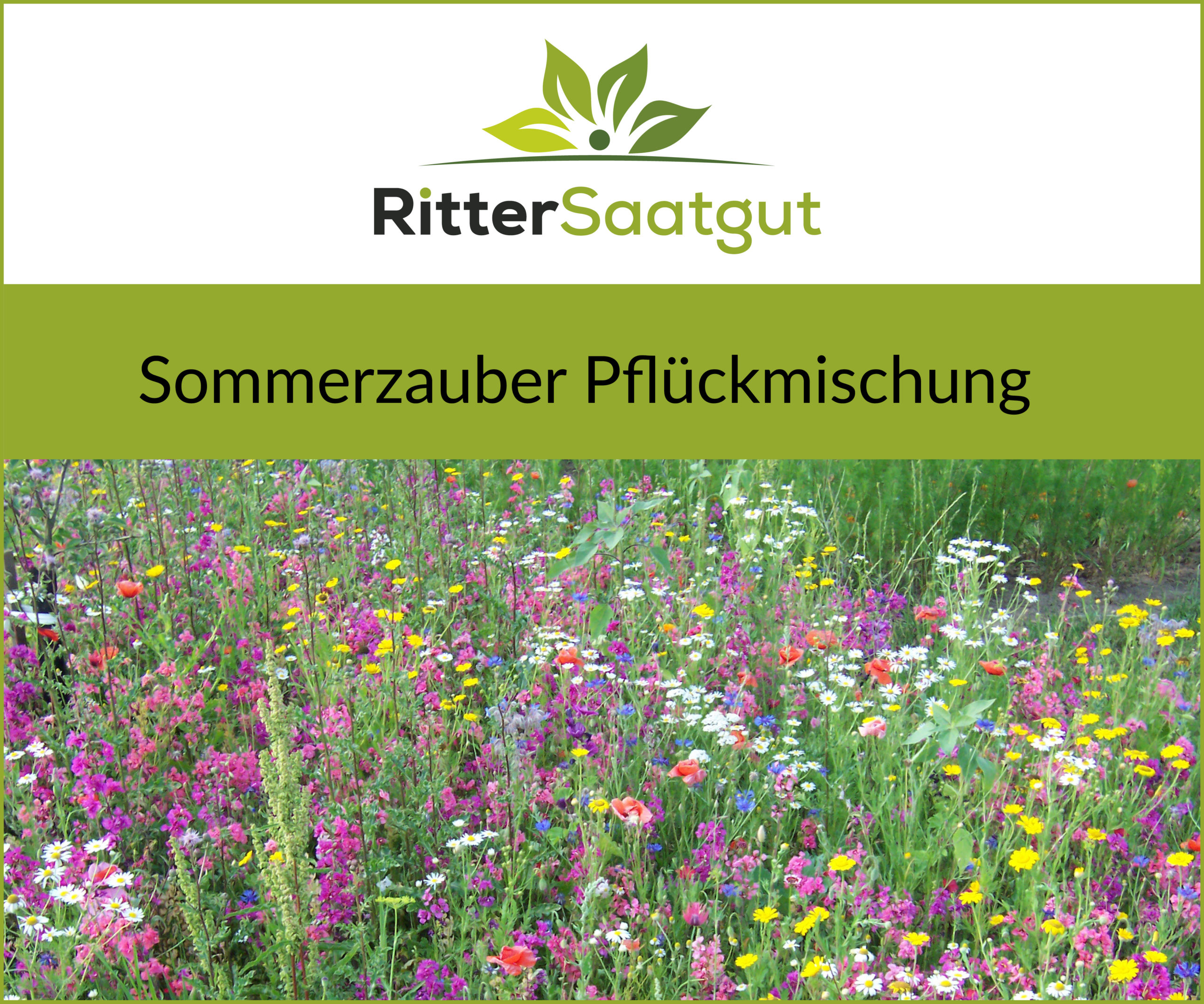Sommerzauber Pflückmischung mit Ansaathilfe