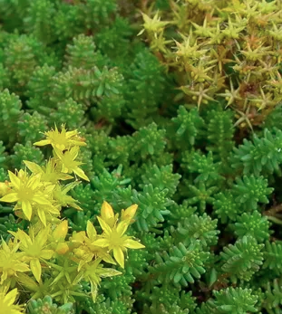 Sedum sexangulare