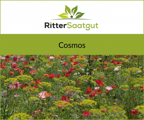 Cosmos