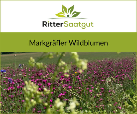 Nahaufnahme von einer bunten Blumenwiese mit der Überschrift Markgräfler Wildblumen unter dem Firmenlogo von Ritter Saatgut