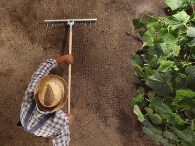 man farmer working with rake in vegetable garden, raking the soil near a cucumber plant, top view and copy space template